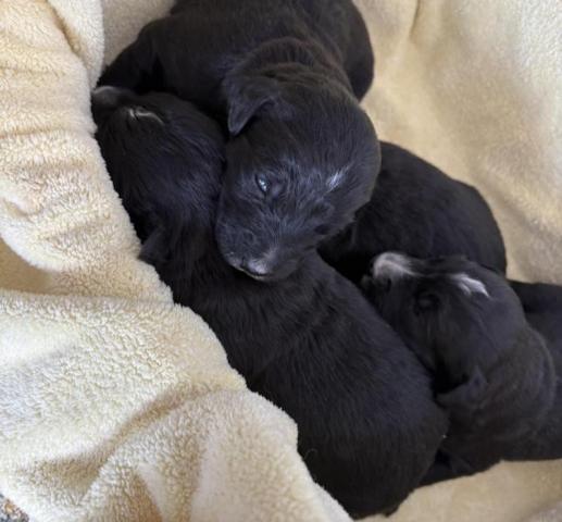 バーニードゥードル(パパ:スタンダードプードル×ママ:バーニーズマウンテンドッグ)