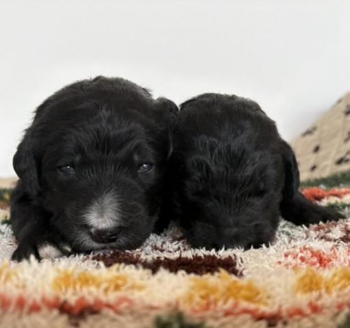 バーニードゥードル(パパ：スタンダードプードル×ママ：バーニーズマウンテンドッグ）