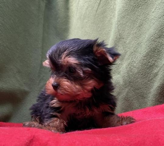 ヨークシャーテリア