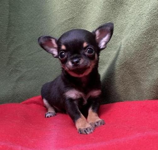 チワワ（スムースコート）