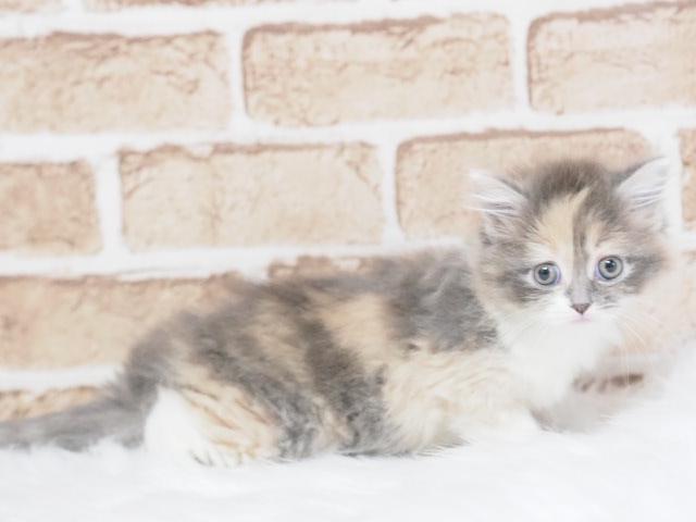 ミヌエット(旧ナポレオン)