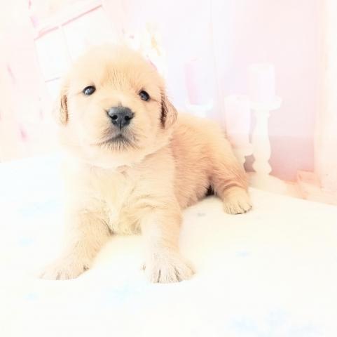 ゴールデンレトリーバー