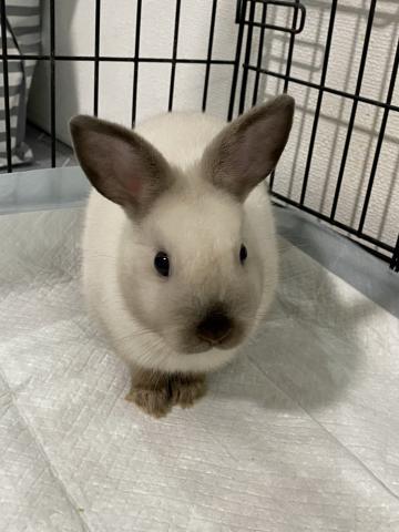 ネザーランドドワーフ