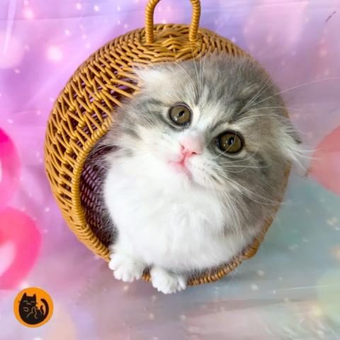 スコティッシュフォールド