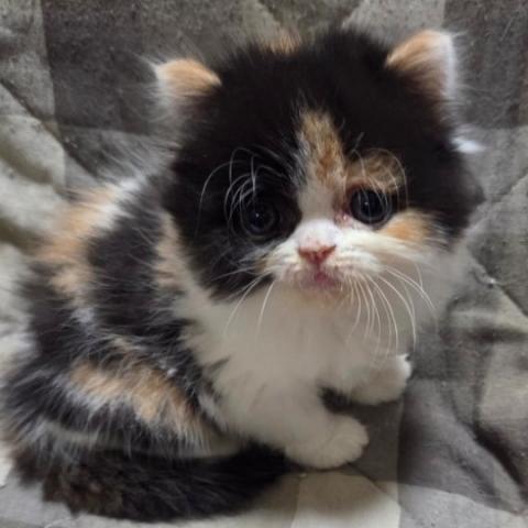 ミヌエット(旧ナポレオン)