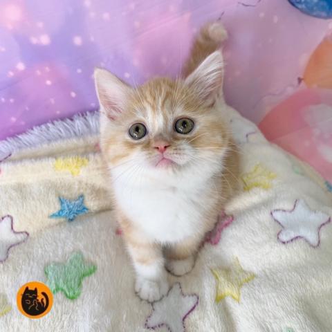 スコティッシュフォールド