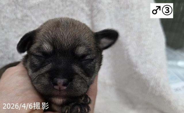 MIX (チワワ×シュナウザー)