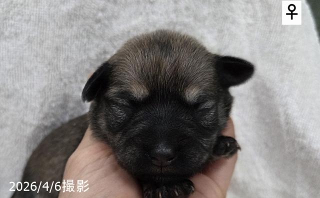 MIX (チワワ×シュナウザー)