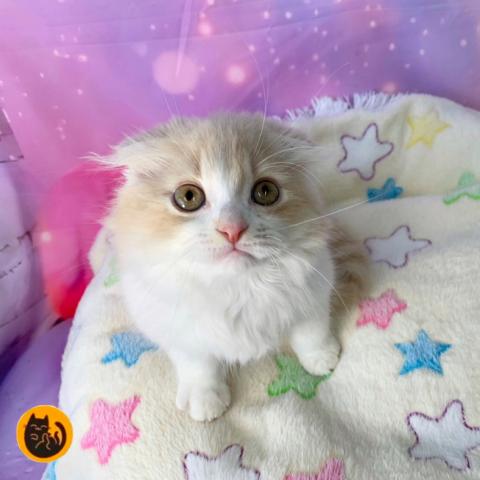 スコティッシュフォールド