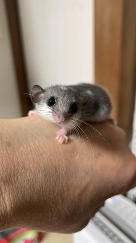 アフリカヤマネ