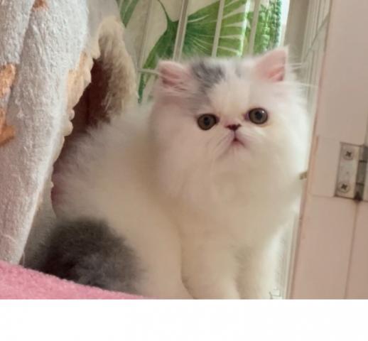 エキゾチックショートヘアー