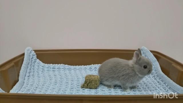 ネザーランドドワーフ