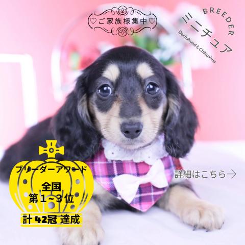 ミニチュアダックスフンド ロング