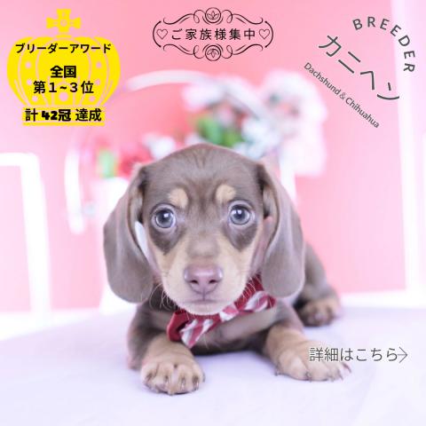 カニヘンダックスフンド　スムース