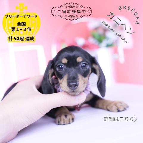 カニヘンダックスフンド スムース