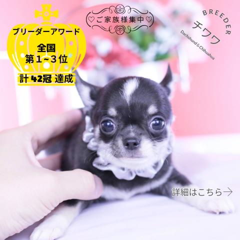 チワワ　スムース