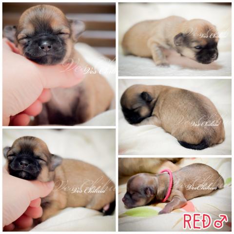 チワワ（ロングコート）