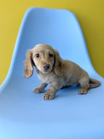 ミニチュアダックスフンド3507