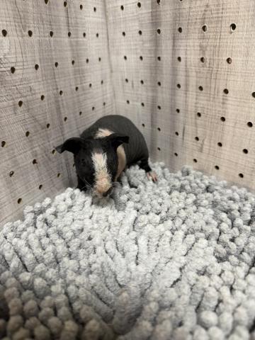 スキニーギニアピッグ