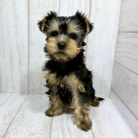 ヨークシャーテリア