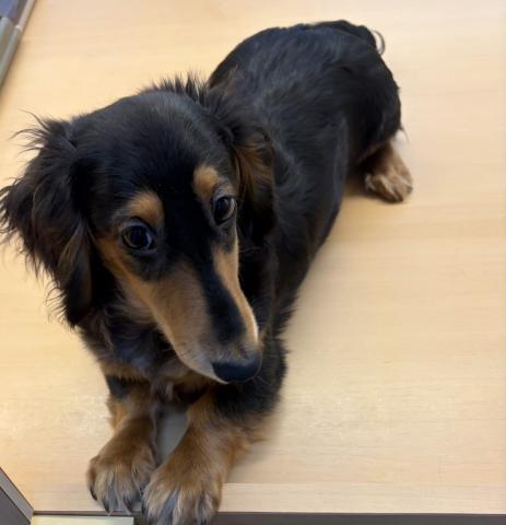 ミニチュアダックスフンド