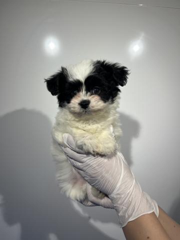 MIXチワワ×ビション8194