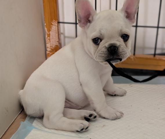 フレンチブルドッグ