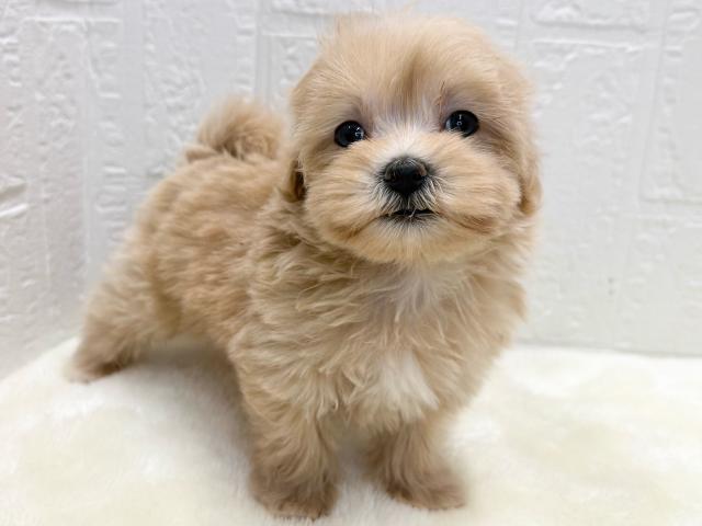 マルチーズ×トイプードル