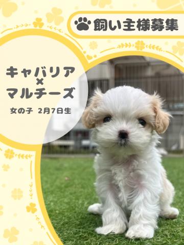 キャバリア×マルチーズ
