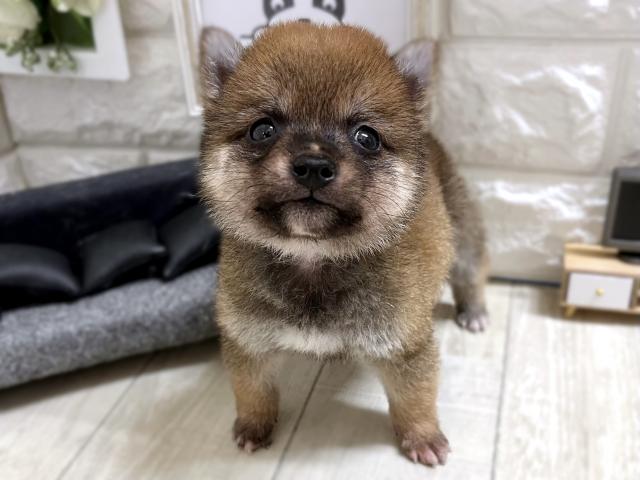 柴犬☆*ﾟ豆柴*☆