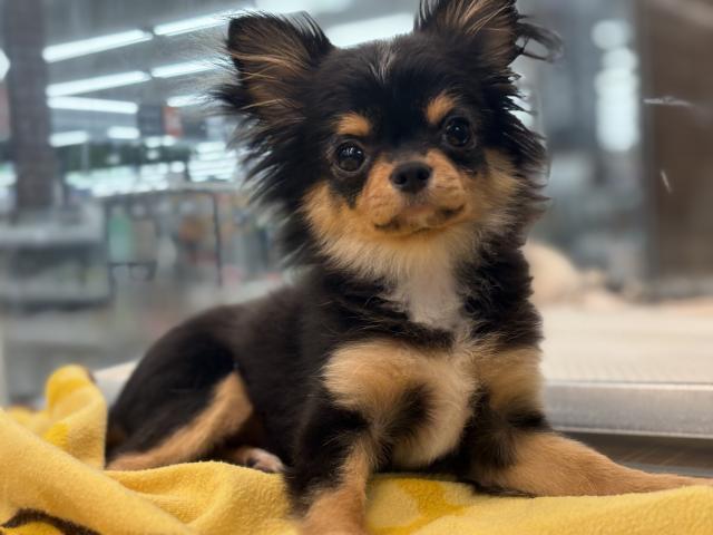 チワワ（ロングコート）