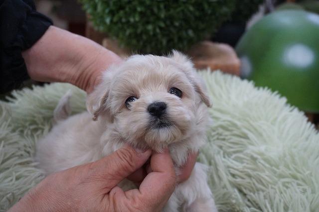 MIXマルプー3月2日生まれ