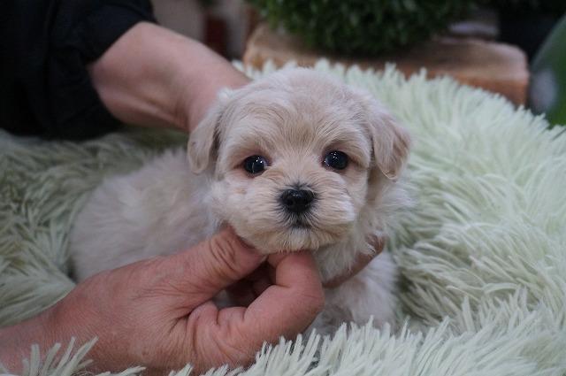 MIXマルプー3月2日生まれ