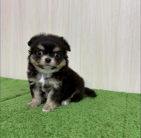 チワワ（ロングコート）