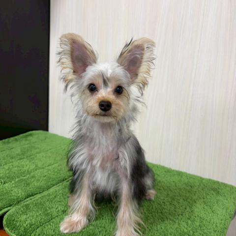 ヨークシャーテリア