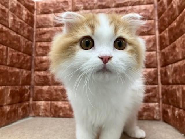 スコティッシュフォールド