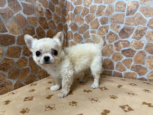 チワワ（ロングコート）