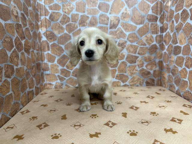 ミニチュアダックスフンド