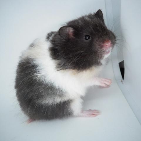 シリアンハムスター(トリコロール長毛)