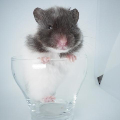 シリアンハムスター(トリコロール長毛)