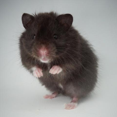 シリアンハムスター(ブラックセルフ長毛)