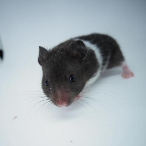 シリアンハムスター(ブラックバンデット)