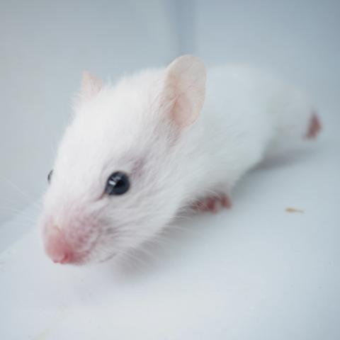 シリアンハムスター(黒目ホワイト)
