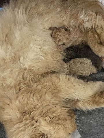 エキゾチックショートヘアー