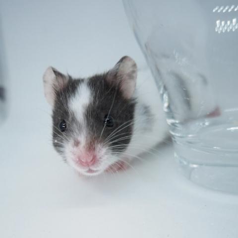 シリアンハムスター(ブラックドミナントスポット)