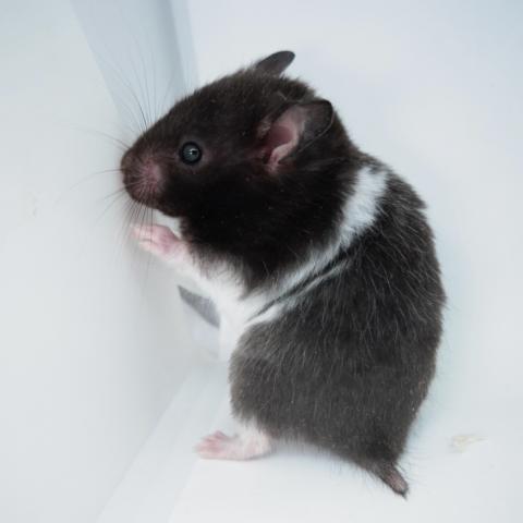 シリアンハムスター(ブラックバンデット)