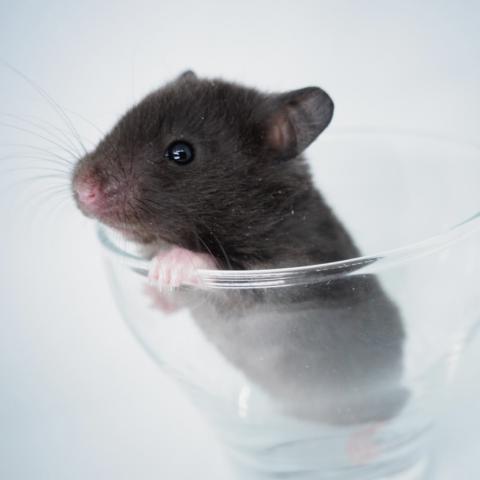 シリアンハムスター(ブラックセルフ)