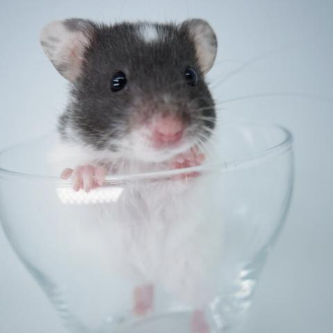 シリアンハムスター(ブラックドミナントスポット)