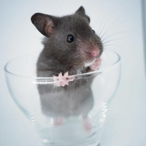 シリアンハムスター(ブラックセルフ)