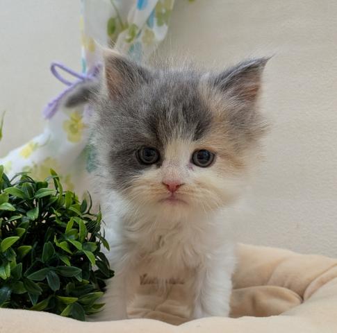 スコティッシュフォールド